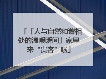 「人与自然和谐相处的温暖瞬间」家里来“贵客”啦