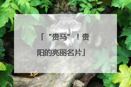 “贵马”！贵阳的亮丽名片