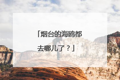 烟台的海鸥都去哪儿了？