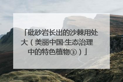 砒砂岩长出的沙棘用处大（美丽中国·生态治理中的特色植物③）