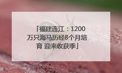 福建连江：1200万只海马历经8个月培育 迎来收获季