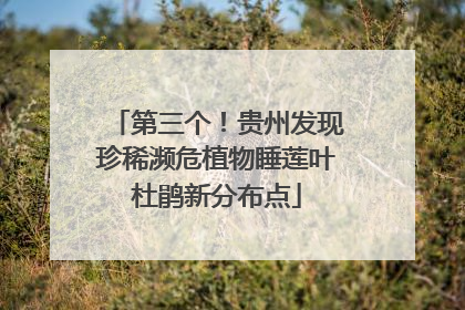 第三个！贵州发现珍稀濒危植物睡莲叶杜鹃新分布点