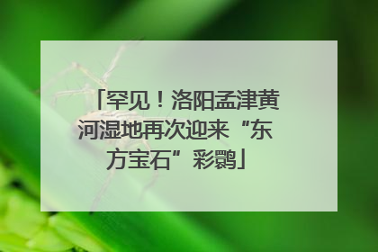 罕见！洛阳孟津黄河湿地再次迎来“东方宝石”彩鹮
