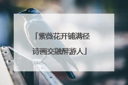 紫薇花开铺满径 诗画交融醉游人
