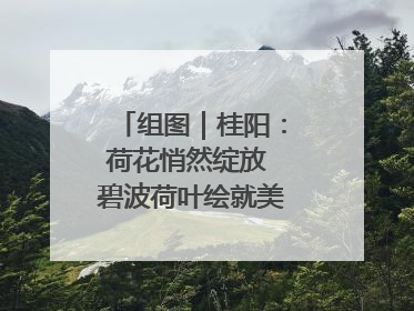 组图｜桂阳：荷花悄然绽放 碧波荷叶绘就美好夏日画卷