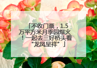 不收门票，1.5万平方米月季园爆火！一起去三好桥头看“龙凤呈祥”