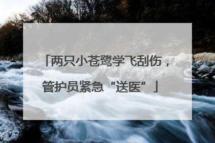 两只小苍鹭学飞刮伤，管护员紧急“送医”