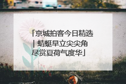 京城拍客今日精选｜蜻蜓早立尖尖角 尽赏夏荷气度华