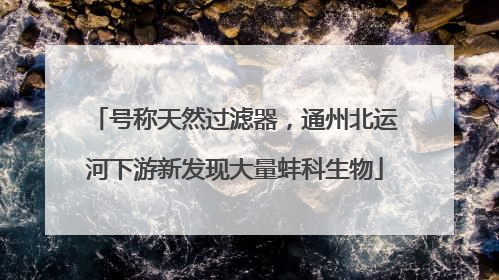 号称天然过滤器，通州北运河下游新发现大量蚌科生物