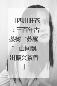四川旺苍：三百年古茶树“苏醒” 山间飘出振兴茶香
