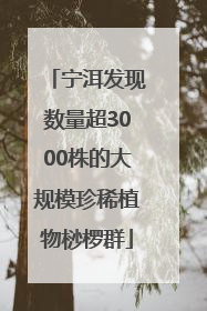 宁洱发现数量超3000株的大规模珍稀植物桫椤群