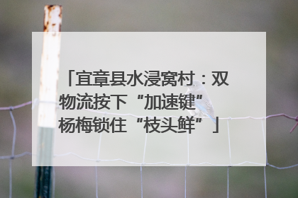 宜章县水浸窝村：双物流按下“加速键” 杨梅锁住“枝头鲜”