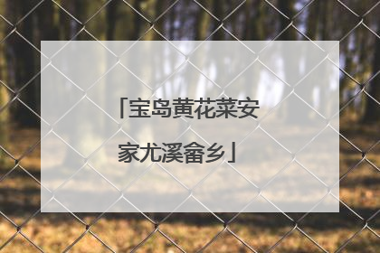 宝岛黄花菜安家尤溪畲乡