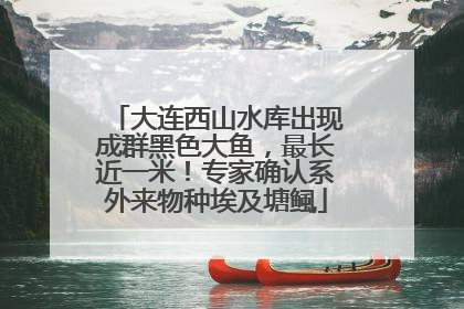 大连西山水库出现成群黑色大鱼，最长近一米！专家确认系外来物种埃及塘鲺