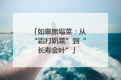 如皋黑塌菜：从“霜打趴菜”到“长寿金叶”