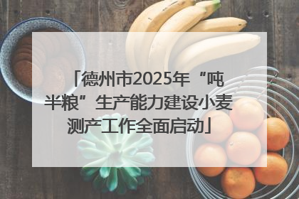 德州市2025年“吨半粮”生产能力建设小麦测产工作全面启动