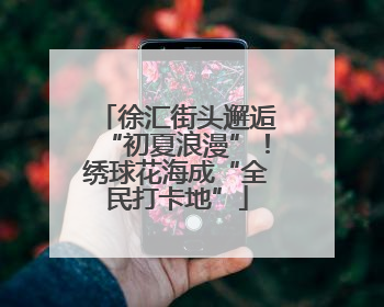 徐汇街头邂逅“初夏浪漫”！绣球花海成“全民打卡地”