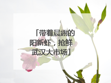 带着晨露的阳新虾，抢鲜武汉大市场