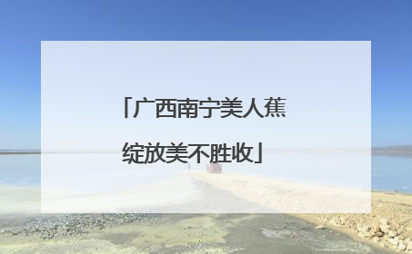 广西南宁美人蕉绽放美不胜收