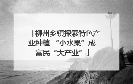 柳州乡镇探索特色产业种植 “小水果”成富民“大产业”