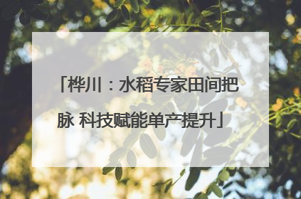 桦川：水稻专家田间把脉 科技赋能单产提升