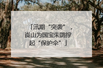 汛期“突袭”，崀山为国宝朱鹮撑起“保护伞”