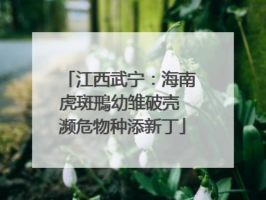 江西武宁：海南虎斑鳽幼雏破壳 濒危物种添新丁
