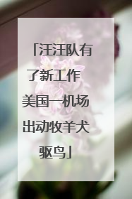 汪汪队有了新工作 美国一机场出动牧羊犬驱鸟