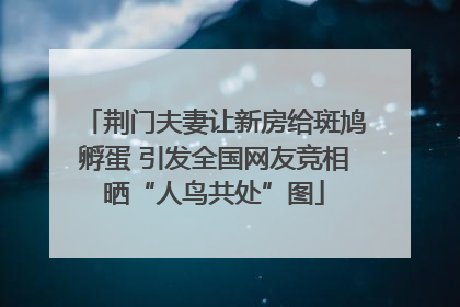 荆门夫妻让新房给斑鸠孵蛋 引发全国网友竞相晒“人鸟共处”图