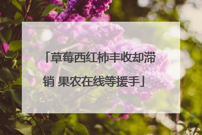 草莓西红柿丰收却滞销 果农在线等援手