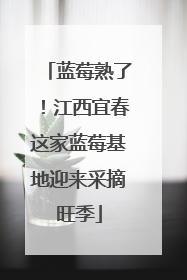 蓝莓熟了！江西宜春这家蓝莓基地迎来采摘旺季