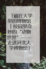 藏在大学里的博物馆丨校园里奇妙的“动物世界”——走进河北大学博物馆