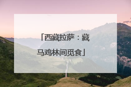 西藏拉萨：藏马鸡林间觅食