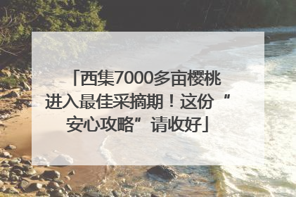 西集7000多亩樱桃进入最佳采摘期！这份“安心攻略”请收好