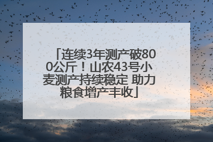 连续3年测产破800公斤！山农43号小麦测产持续稳定 助力粮食增产丰收