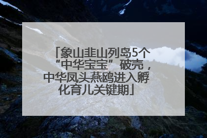 象山韭山列岛5个“中华宝宝”破壳，中华凤头燕鸥进入孵化育儿关键期