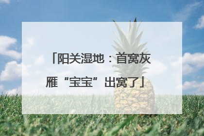 阳关湿地：首窝灰雁“宝宝”出窝了