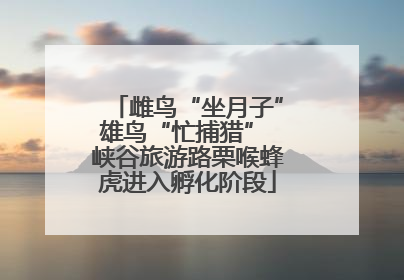 雌鸟“坐月子”雄鸟“忙捕猎” 峡谷旅游路栗喉蜂虎进入孵化阶段