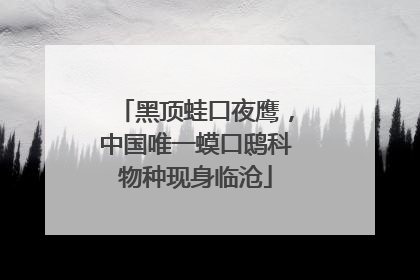 黑顶蛙口夜鹰，中国唯一蟆口鸱科物种现身临沧